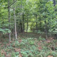Secluded All Wooded Hunting And Rec Tract For Sale ACREAGE 39 Acres - images 5