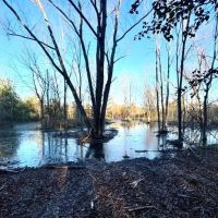21.6 Acres in Quitman County in Sledge MS