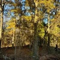 21.6 Acres in Quitman County in Sledge MS images 2