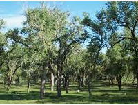 Meade State Park 360-acres Deer & Dove Hunting in Meade, KS images 2