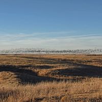 World-Class North Central Kansas Wildlife Management Property in Osborne County KS images 4