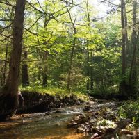 Large Recreational Tract With A Home In The Heart Of The Ozarks images 5