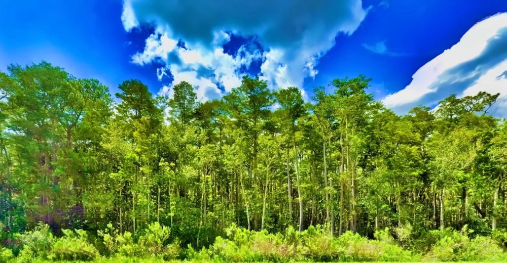 2.5 Acres in University Highlands 99 Down 177 per Month featured image