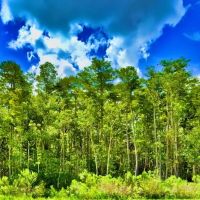 2.5 Acres in University Highlands 99 Down 177 per Month