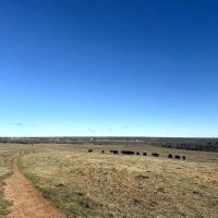 203 Acre Cattle Ranch Duncan OK images 3