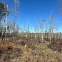 40 Acres Copiah County MS images 2