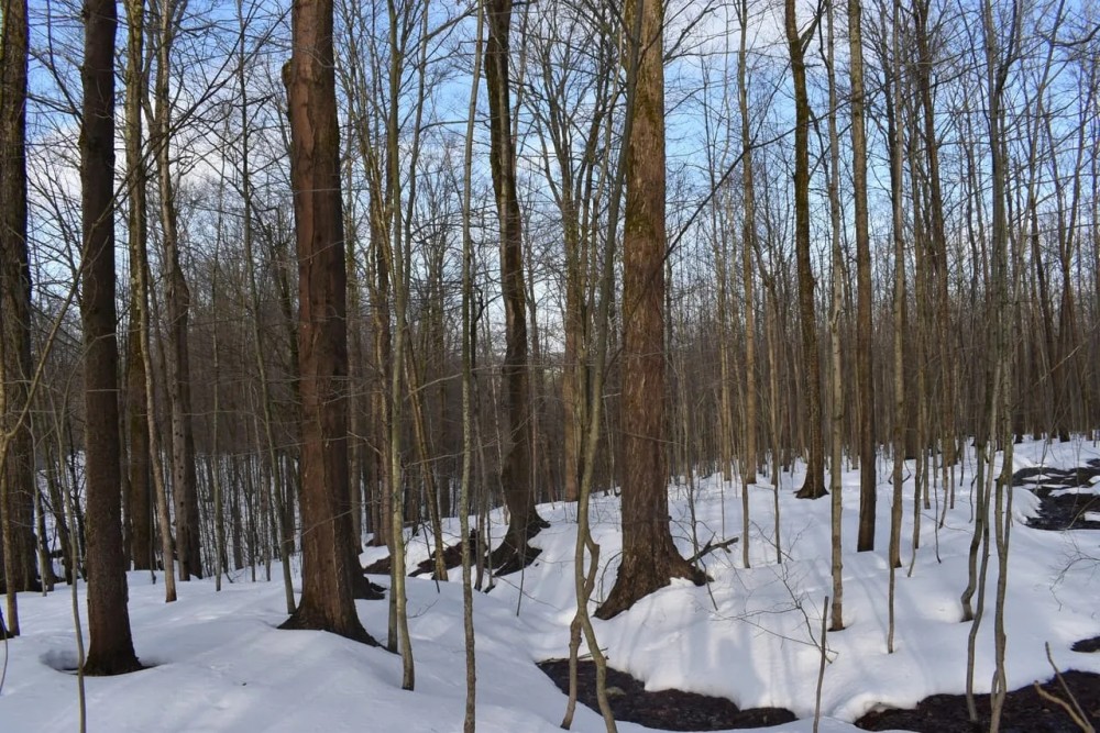 Harris Hill Lot 3 featured image