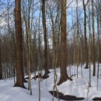 Harris Hill Lot 3