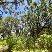 36 Acres Dandelion St images 2