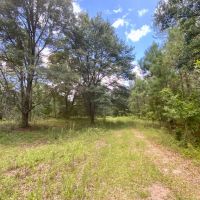 36 Acres Dandelion St images 4