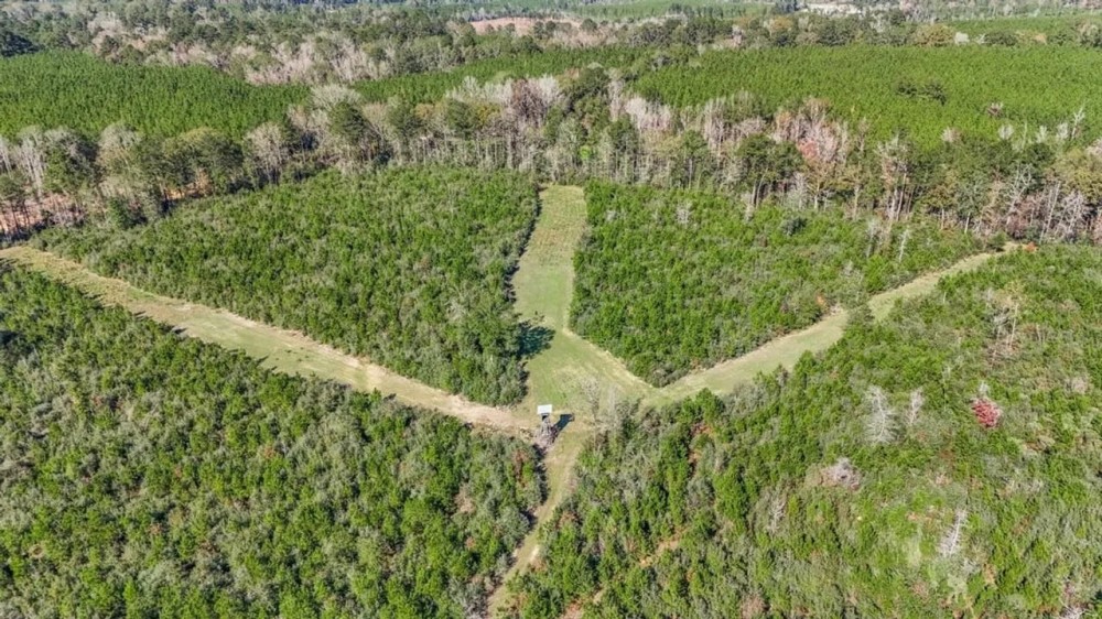 150 Acres For Sale Amite County - Will Divide featured image