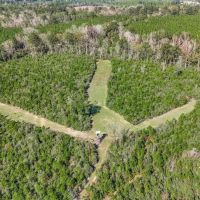 150 Acres For Sale Amite County - Will Divide