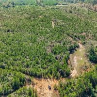 150 Acres For Sale Amite County - Will Divide images 3