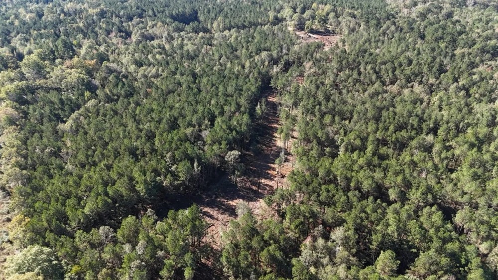 Deer and Turkey Hunting Property for Sale Caldwell Parish LA featured image