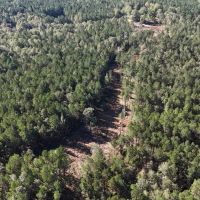 Deer and Turkey Hunting Property for Sale Caldwell Parish LA