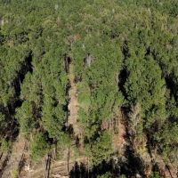 Deer and Turkey Hunting Property for Sale Caldwell Parish LA images 2