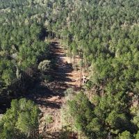 Deer and Turkey Hunting Property for Sale Caldwell Parish LA images 3