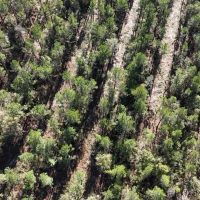 Deer and Turkey Hunting Property for Sale Caldwell Parish LA images 4
