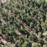 Deer and Turkey Hunting Property for Sale Caldwell Parish LA images 5