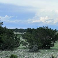 Raw land in Sutton County for hunting or homesite images 5