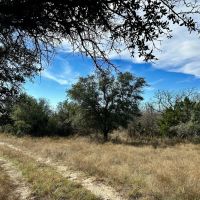New Listing 41.850 Ac Callahan County images 3