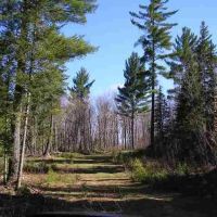 240 Wooded Recreational Parcel 50163971