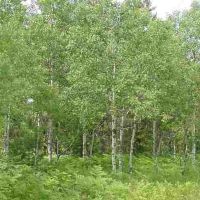 240 Wooded Recreational Parcel 50163971 images 2