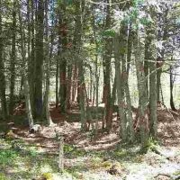 240 Wooded Recreational Parcel 50163971 images 3