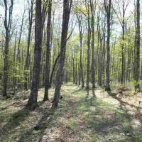 240 Wooded Recreational Parcel 50163971 images 4