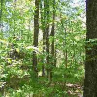 240 Wooded Recreational Parcel 50163971 images 5