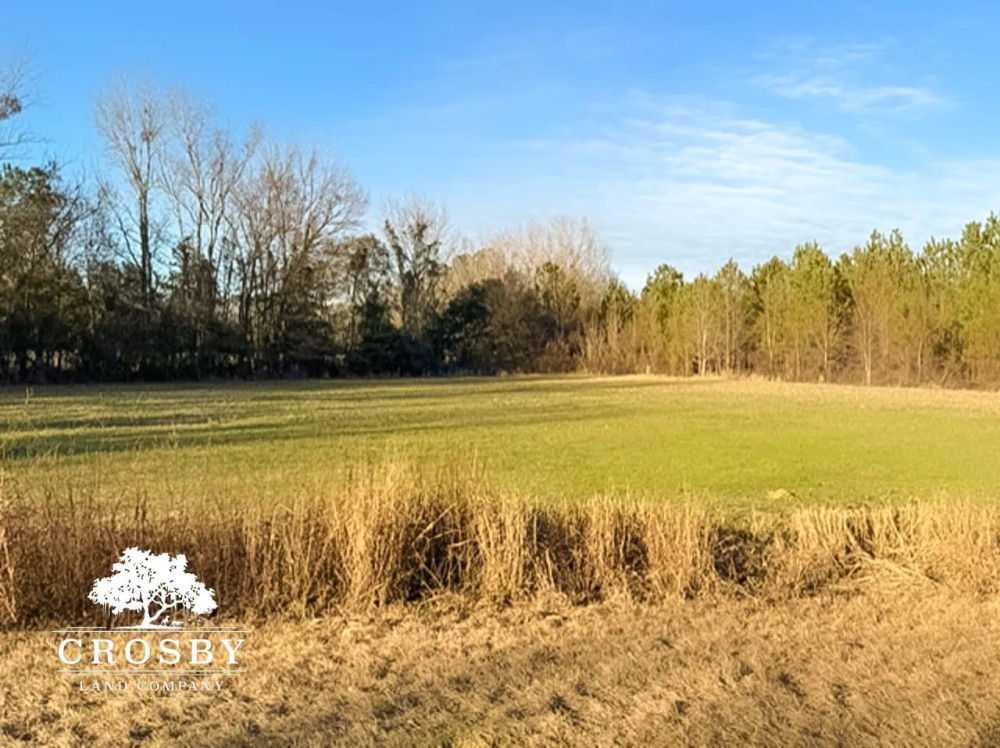 Rimini Tract featured image