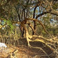Rimini Tract images 5