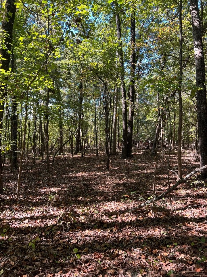 95 - Acres on a River in Taliaferro County Georgia featured image