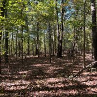 95 - Acres on a River in Taliaferro County Georgia