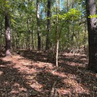 95 - Acres on a River in Taliaferro County Georgia images 2