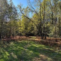 261.5 Acres in Lafayette County MS images 2