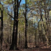 261.5 Acres in Lafayette County MS images 3