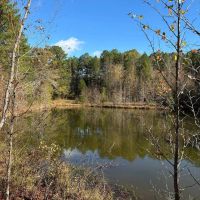 261.5 Acres in Lafayette County MS images 4