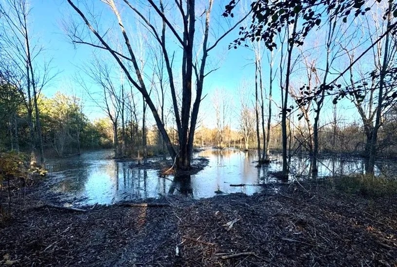 21.6 Acres in Quitman County in Sledge MS featured image
