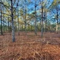 21.6 Acres in Quitman County in Sledge MS images 4