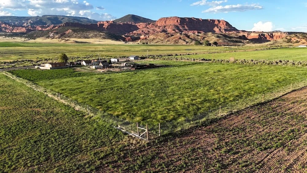 Fish and Feathers with Red Rock Views featured image