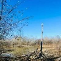 10 Acres in Holmes County in Lexington MS images 2