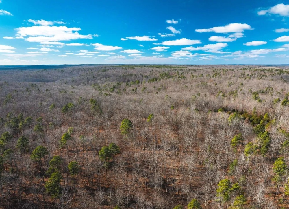 Tall Tines Timberland Tract 3 featured image