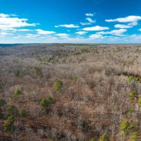 Tall Tines Timberland Tract 3