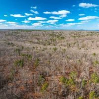 Tall Tines Timberland Tract 3 images 2