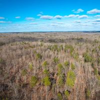 Tall Tines Timberland Tract 3 images 5