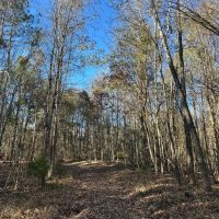 53.33 Acres in Hinds County MS images 3