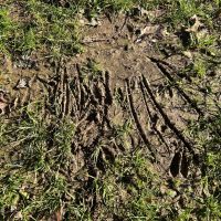 53.33 Acres in Hinds County MS images 5