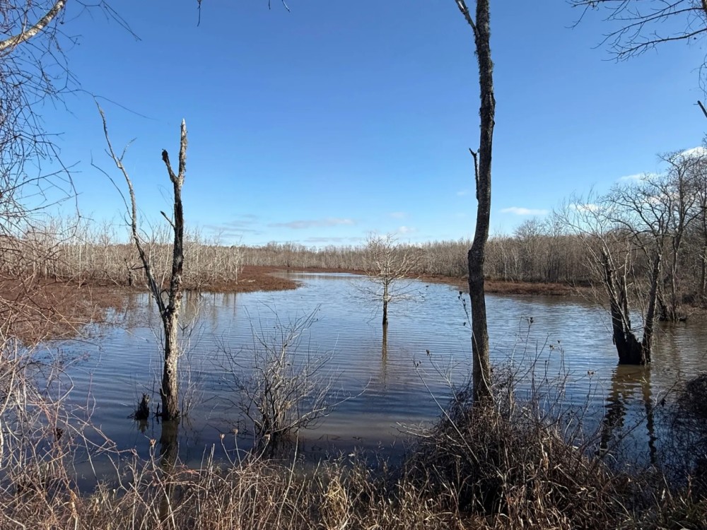 LA - Catahoula 196 acres - featured image