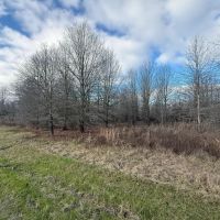 LA - Catahoula 196 acres - images 3